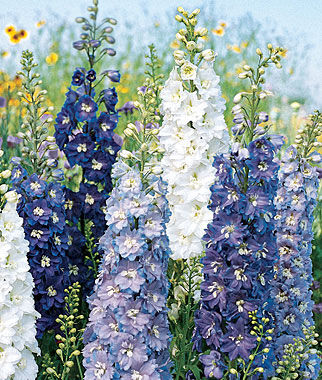 Delphinium Fantasia Mixed Colors