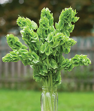 Bells Of Ireland Moluccella Laevis