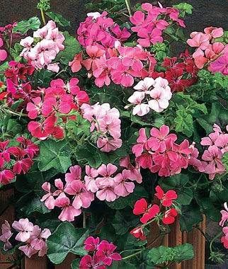 Geranium Summer Showers Mix