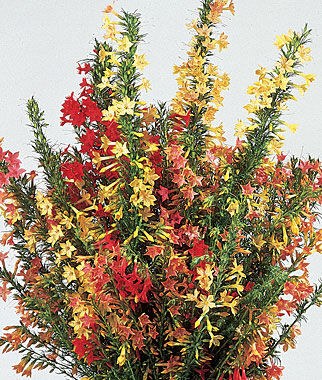 Ipomopsis Hummingbird Mix