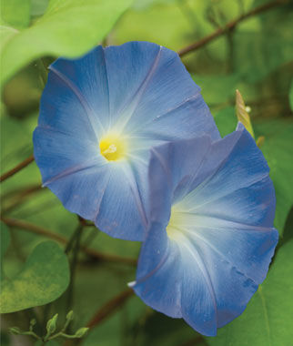 Morning Glory Heavenly Blue