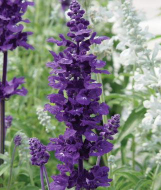 Salvia Victoria