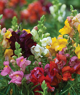 Snapdragon Cinderella Mixed Colors