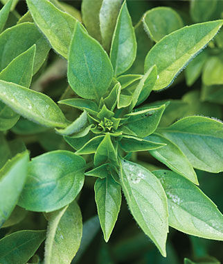 Basil Greek