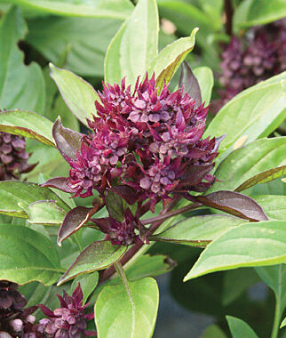 Basil Siam Queen