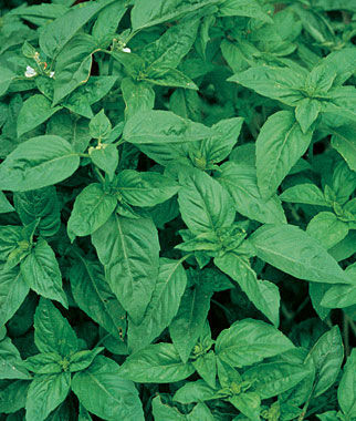 Basil Sweet Organic