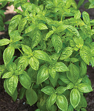 Basil San Remo