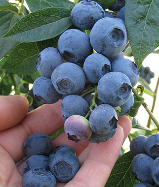 Blueberry Blueray