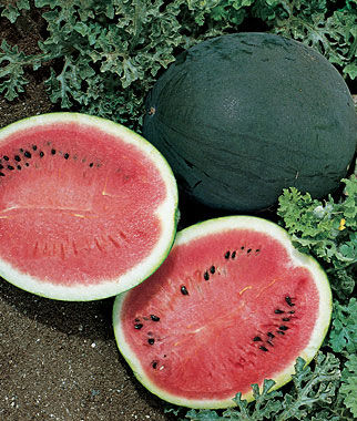 Watermelon Bush Sugar Baby
