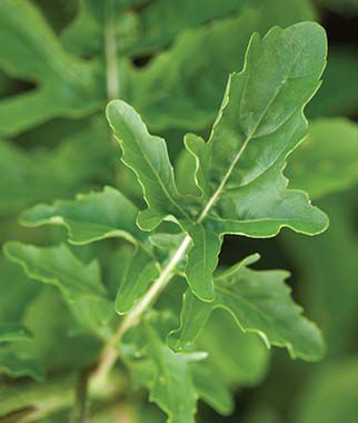Arugula Rocket (Roquette) Organic