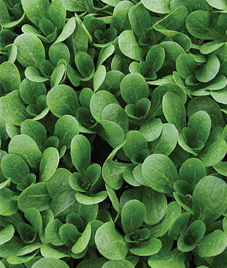 Corn Salad Vit Organic