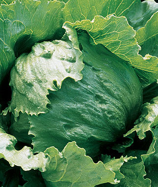 Lettuce Iceberg A