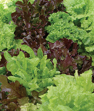Lettuce Looseleaf Blend