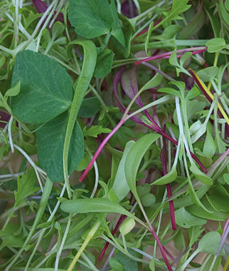 Microgreens Burpees Mix