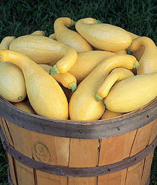 Squash Summer Pic-N-Pic Hybrid