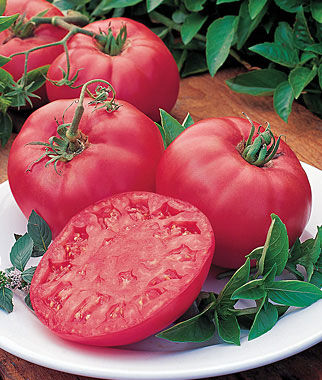 Tomato Brandy Boy Hybrid