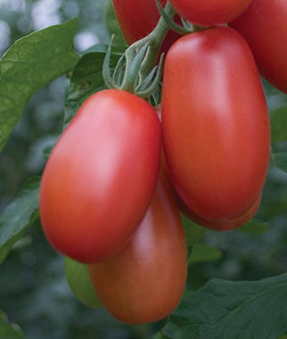 Tomato Little Mama
