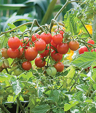 Tomato Sweetheart Of The Patio Hybrid