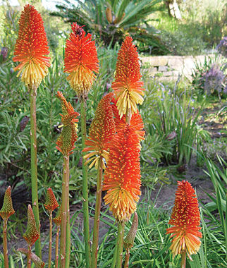 Tritoma Red Hot Poker Mix