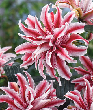 Lily Oriental Magic Star