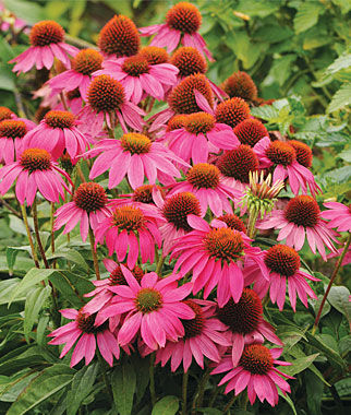 Echinacea PowWow Wild Berry