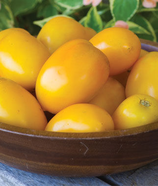 Tomato Golden Fresh Salsa Hybrid