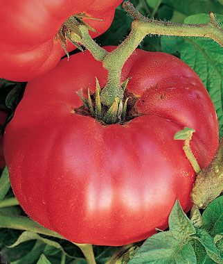 Tomato German Johnson