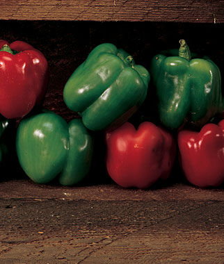Pepper Sweet Emerald Giant