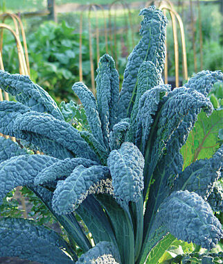 Kale Lacinato