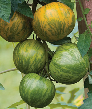 Tomato Green Zebra