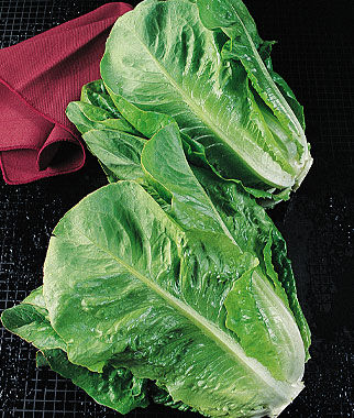 Lettuce Parris Island Cos