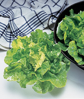Lettuce Tom Thumb