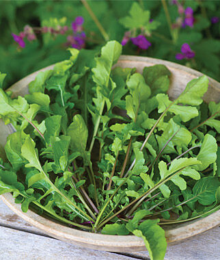 Arugula Selvatica Organic