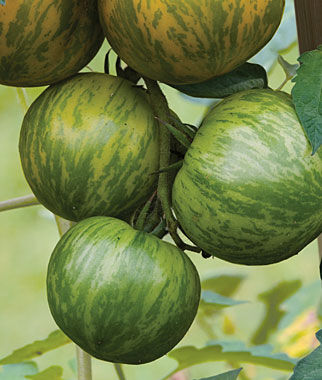 Tomato Green Zebra Organic