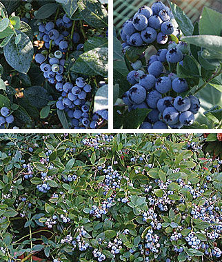 Blueberry 90 Days Southern Collection