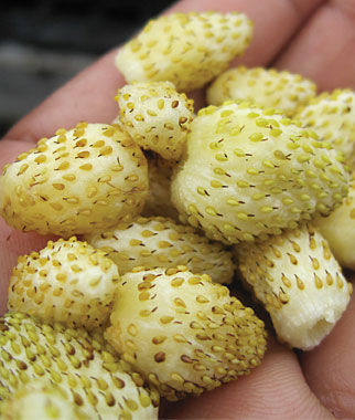 Strawberry Alpine Yellow Wonder Seeds 100% Real By Full Refund guarantee