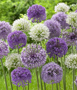 Allium Rosenbachianum Mix Size 12-14cm