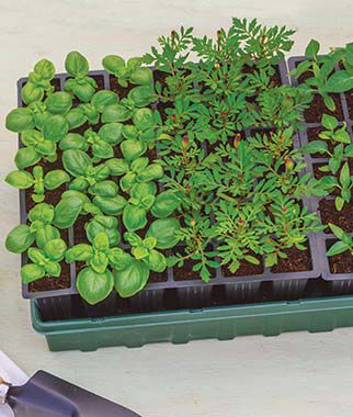 72 Cell Self-Watering Ultimate Growing System