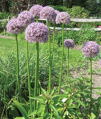 Allium giganteum Large Bulbs Size 20-26cm