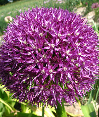 Allium Pinball Wizard Size 10-14cm