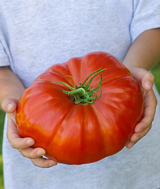 Tomato SteakHouse Hybrid