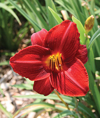Daylily Frankly Scarlet