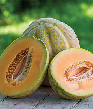 Cantaloupe El Gordo Hybrid