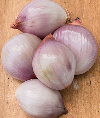 Shallot Ambition Hybrid