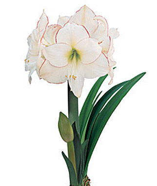 Amaryllis Picotee Size 12-16cm
