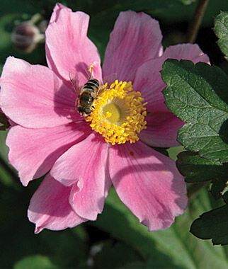 Anemone hup. September Charm