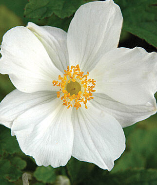 Anemone hup. Honorine Jobert