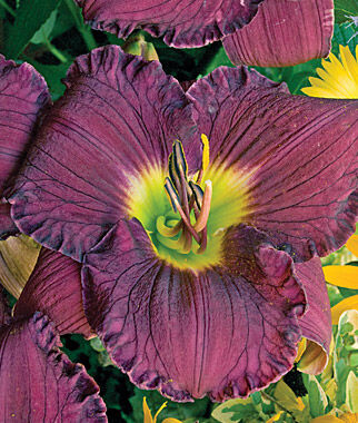 Daylily Rainbow Rhythm? Nosferatu