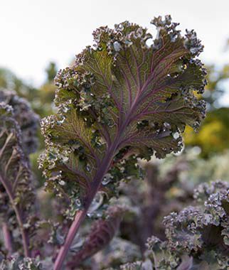 Kale Scarlet