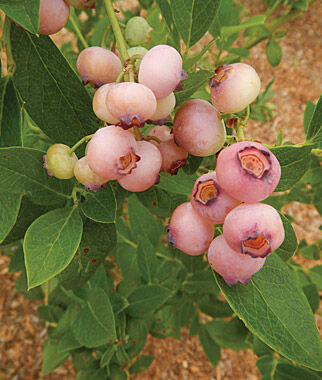 Blueberry Pink Popcorn